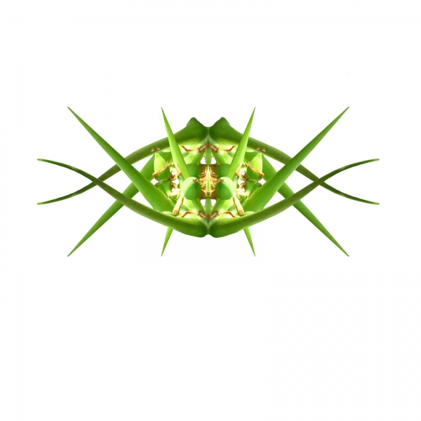 Creation of psychadelic plant: Step 4